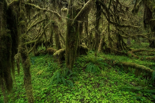 1-landscape-photogrpahy-natural-places-queets-rainforest-olympic-peninsula